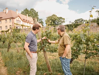 Thomas Mack (left) and Mathieu Kauffmann at Château Ollwiller Thomas Mack and Mathieu Kauffmann examine the vines at Château Ollwiller.