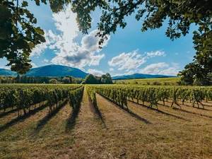 The vines of the Château Ollwiller vineyard.