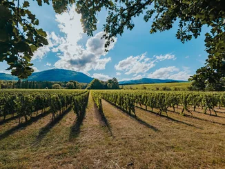 The traditional Château Ollwiller winery The vines of the Château Ollwiller vineyard.
