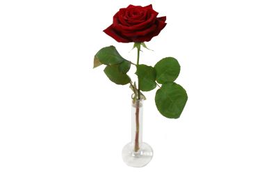 Rote Rose 4€